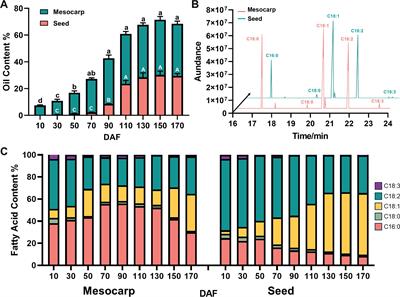 Comparative analysis of transcriptome in oil biosynthesis between seeds and non-seed tissues of Symplocos paniculata fruit